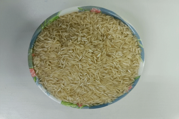 Tibar Rice